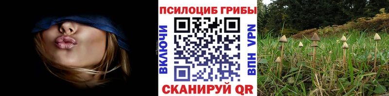 цена   Вязьма  Псилоцибиновые грибы Psilocybine cubensis 